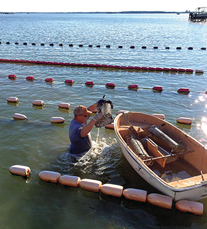 Cooney uses an Australian Adjustable Long-Line system. Credit: Madhouse Oysters